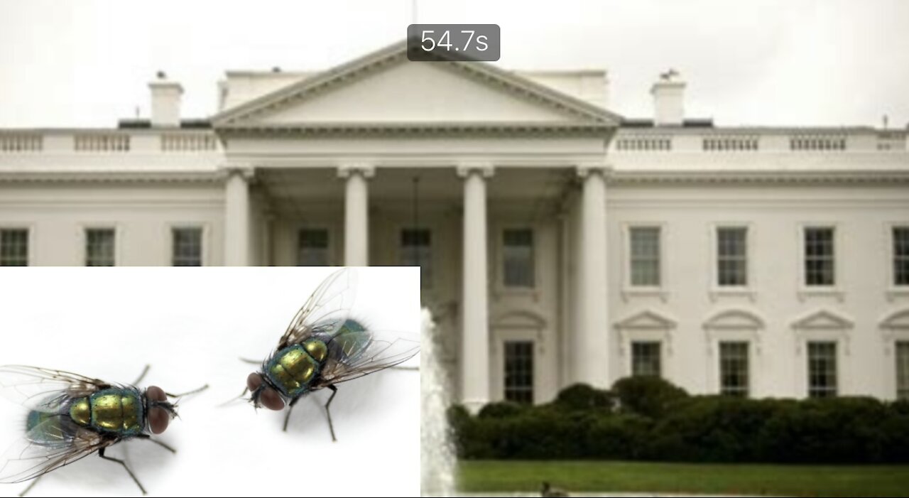 The White House is apparently overrun with flies