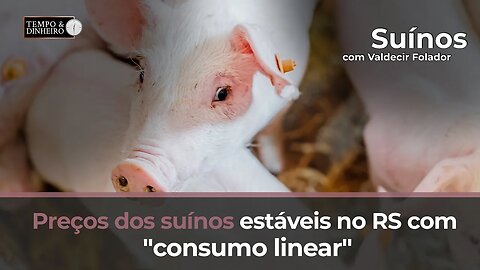 Preços dos suínos estáveis no RS com "consumo linear" e bom planejamento dos produtores