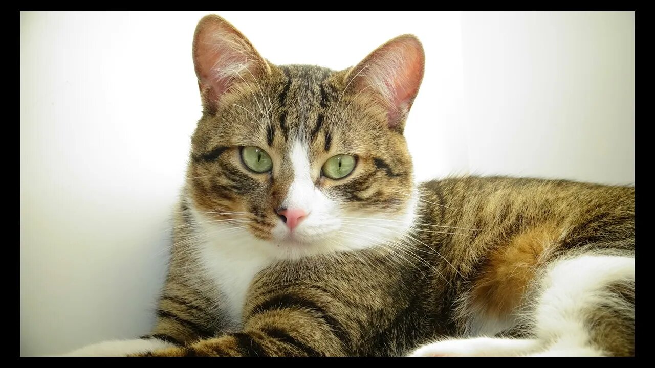 Cat Photography