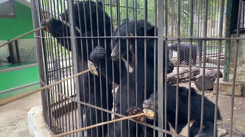 hungry bears are fed bananas