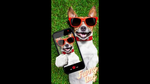 🤣Funny Dog Costume 2022 Video Clips #shorts