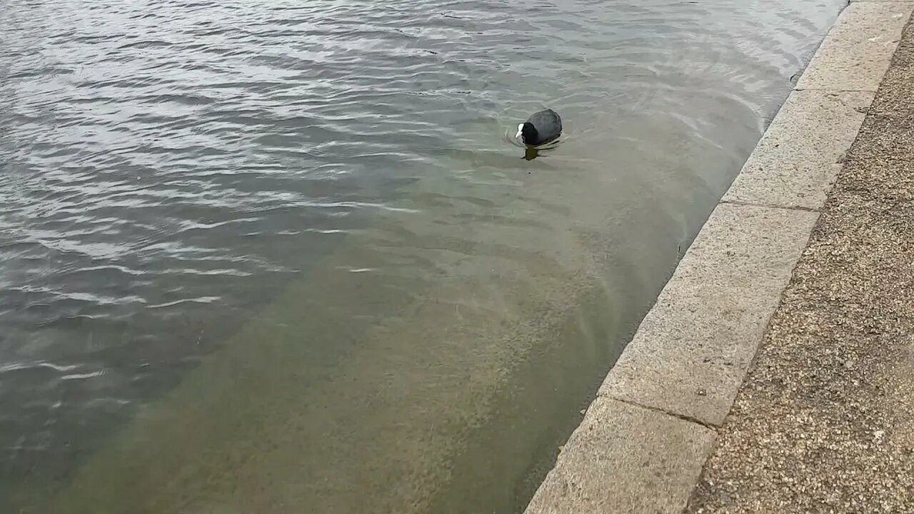 Hyde Park, Spinning Swans.