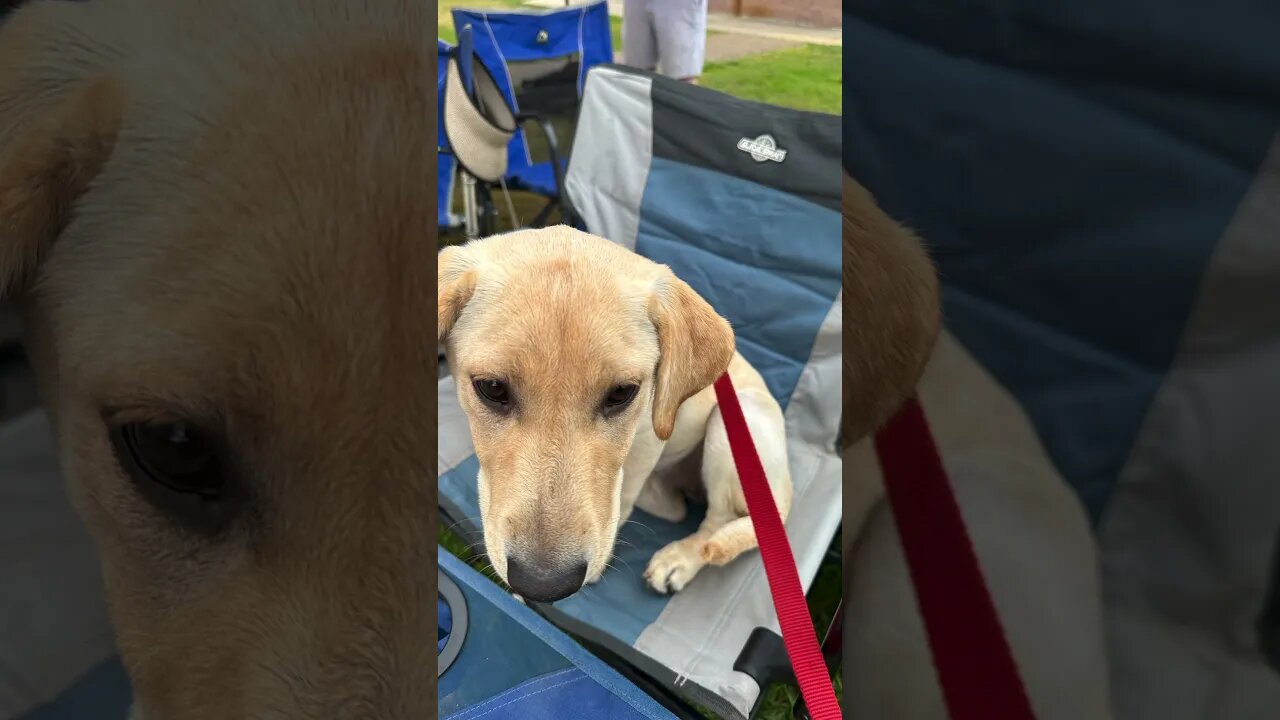 Our puppy got a (temporary) SEAT at the ⚾️ tournament #animals #vlog #shorts