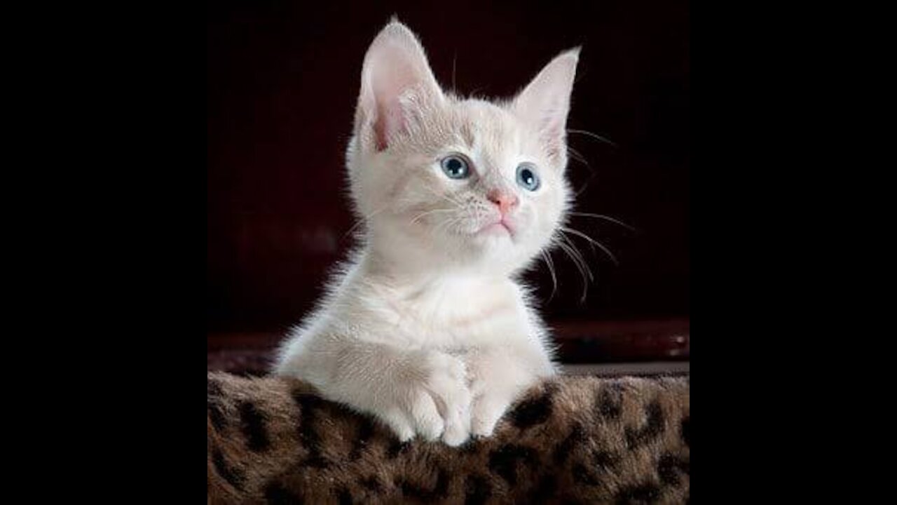 beautiful cat on the table, gray-black, elite cat, small Depth of field