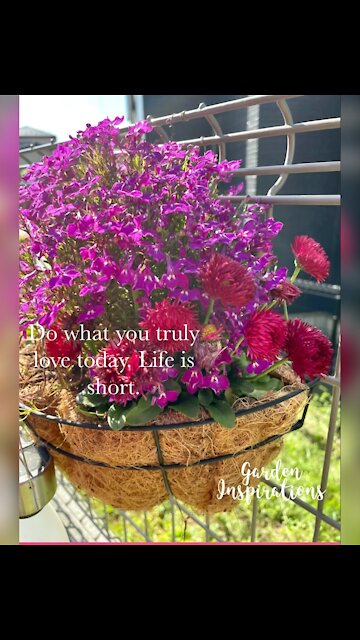 Flowers in my garden