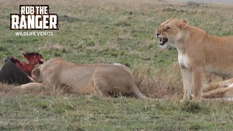 Lion Pride Feeding | Maasai Mara Safari | Zebra Plains