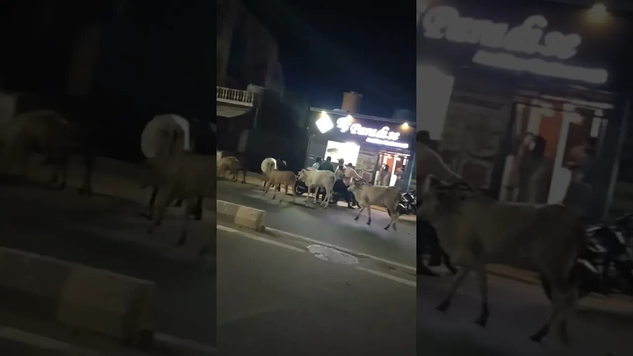 Lovely cows strolling together at night,#shortvideo,#animal,#animallover,#cowlover,#cowswalking,#gow