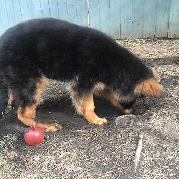 Puppy digging and burying his toy