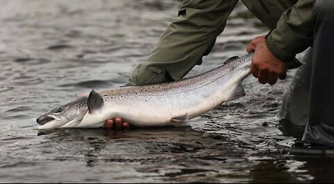 Salmon Going Wild in Creek