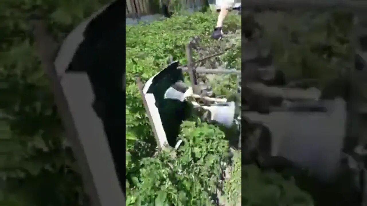 Damit haben Kartoffelkäfer keine Chance!