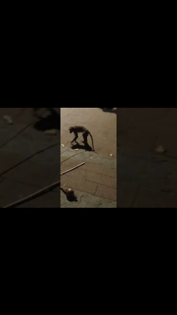 🐵 Monkey on the street with his owner waiting for the next show.