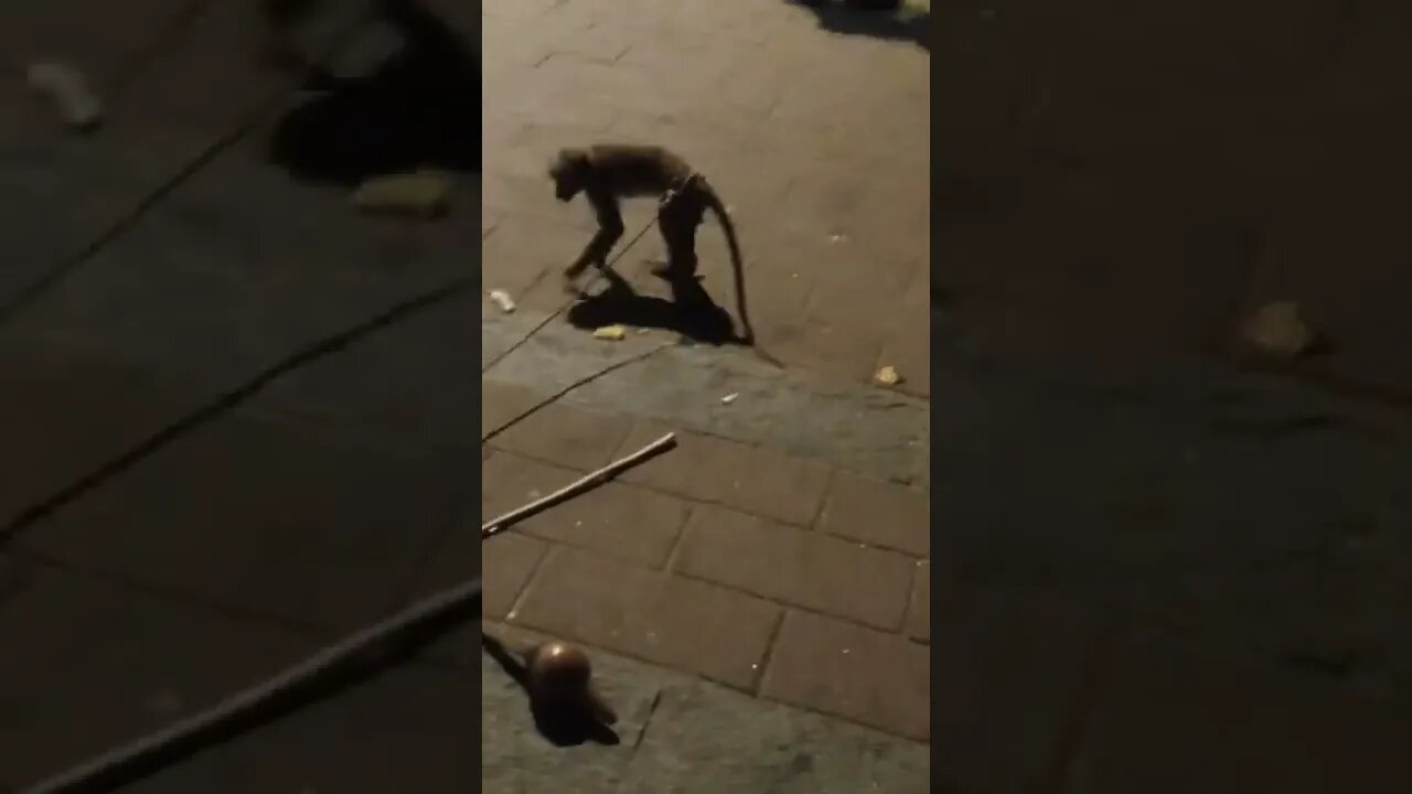 🐵 Monkey on the street with his owner waiting for the next show.