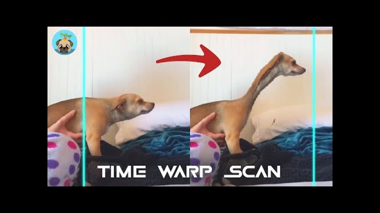 Time Warp Scan Animals - That's So Funny