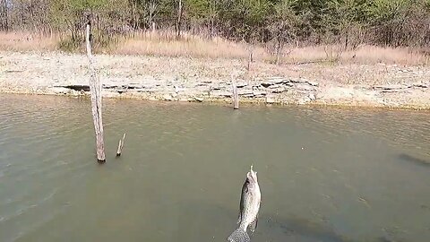 PRE-SPAWN CRAPPIE FISHING TRUMEN LAKE