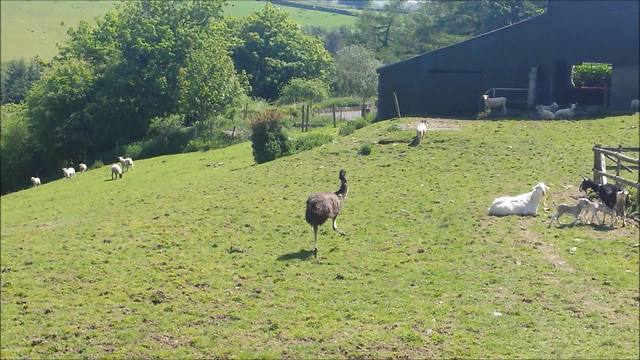 Who knew emus were such playful animals?