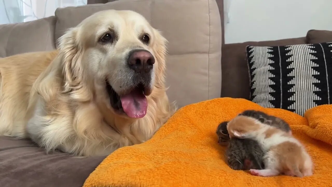 Golden Retriever Reacts to Baby Kittens