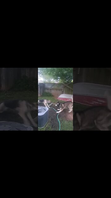 007 Doggo #dog #dogs #zoomies #dogmeme #funny #doggo #shorts #cute #cutedogs