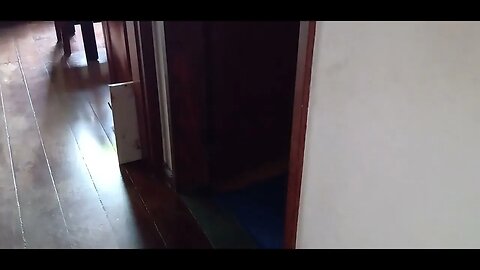 #dogshow , #animals , #dogs