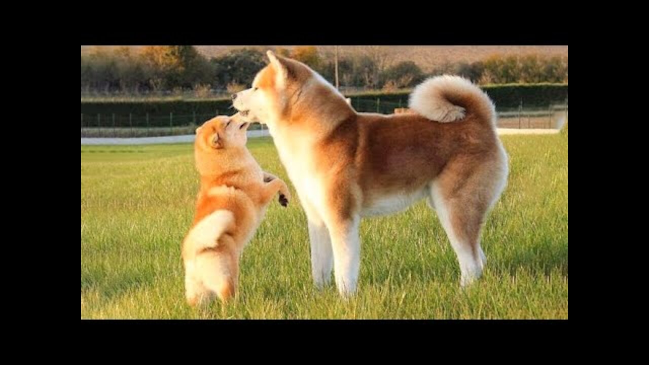 🐶Cute Puppies Doing Funny Things 2022🐶 #1 Cutest Dogs