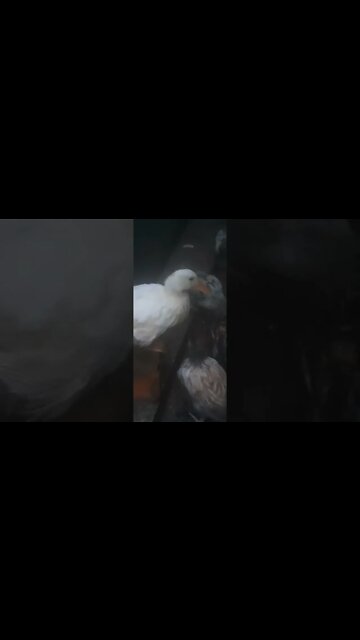 8 week old pekin duck quacking, likely a girl