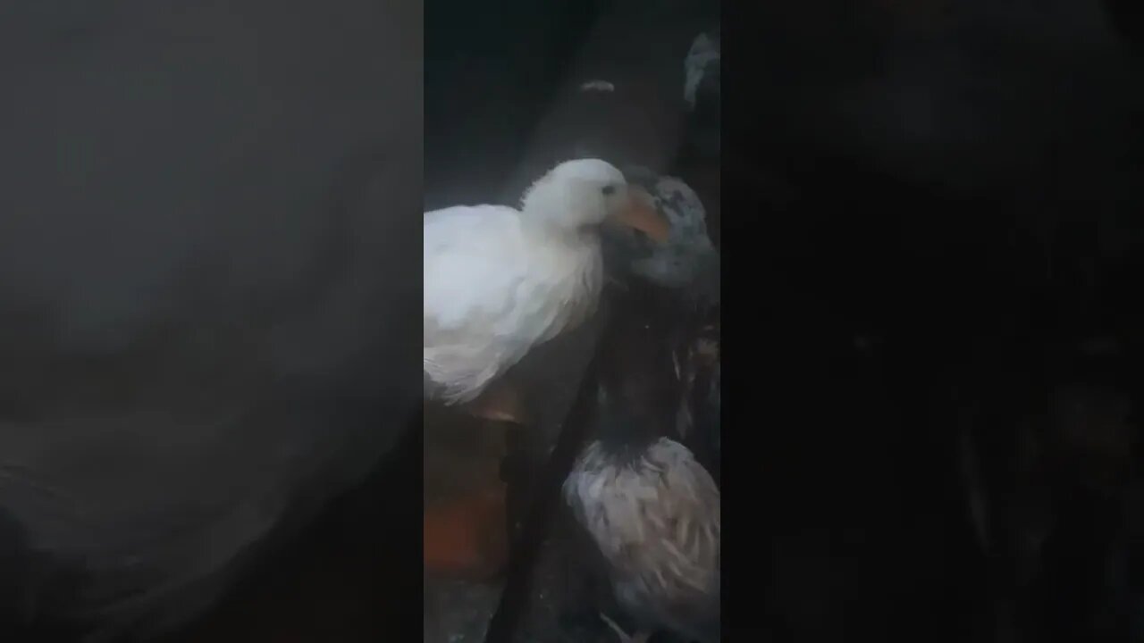 8 week old pekin duck quacking, likely a girl