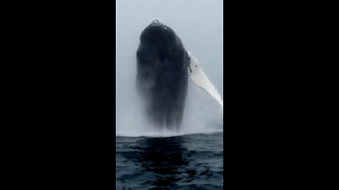 Giant Whale Jumps Out Of Nowhere