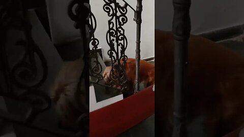 #dogshow , #animals , #dogs , #shorts