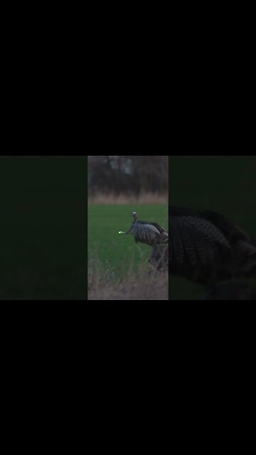 Gobbler Down (Perfect Broadside Shot) #turkeyhunting #perfectshot