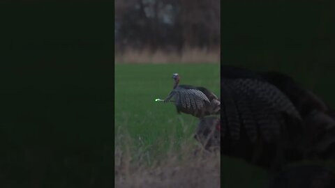 Gobbler Down (Perfect Broadside Shot) #turkeyhunting #perfectshot