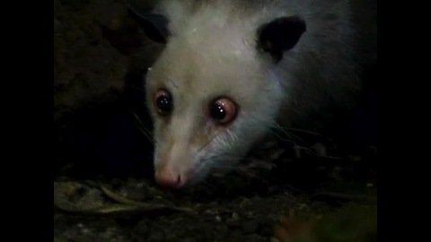 Heidi The Cross-Eyed Opossum Makes Comeback