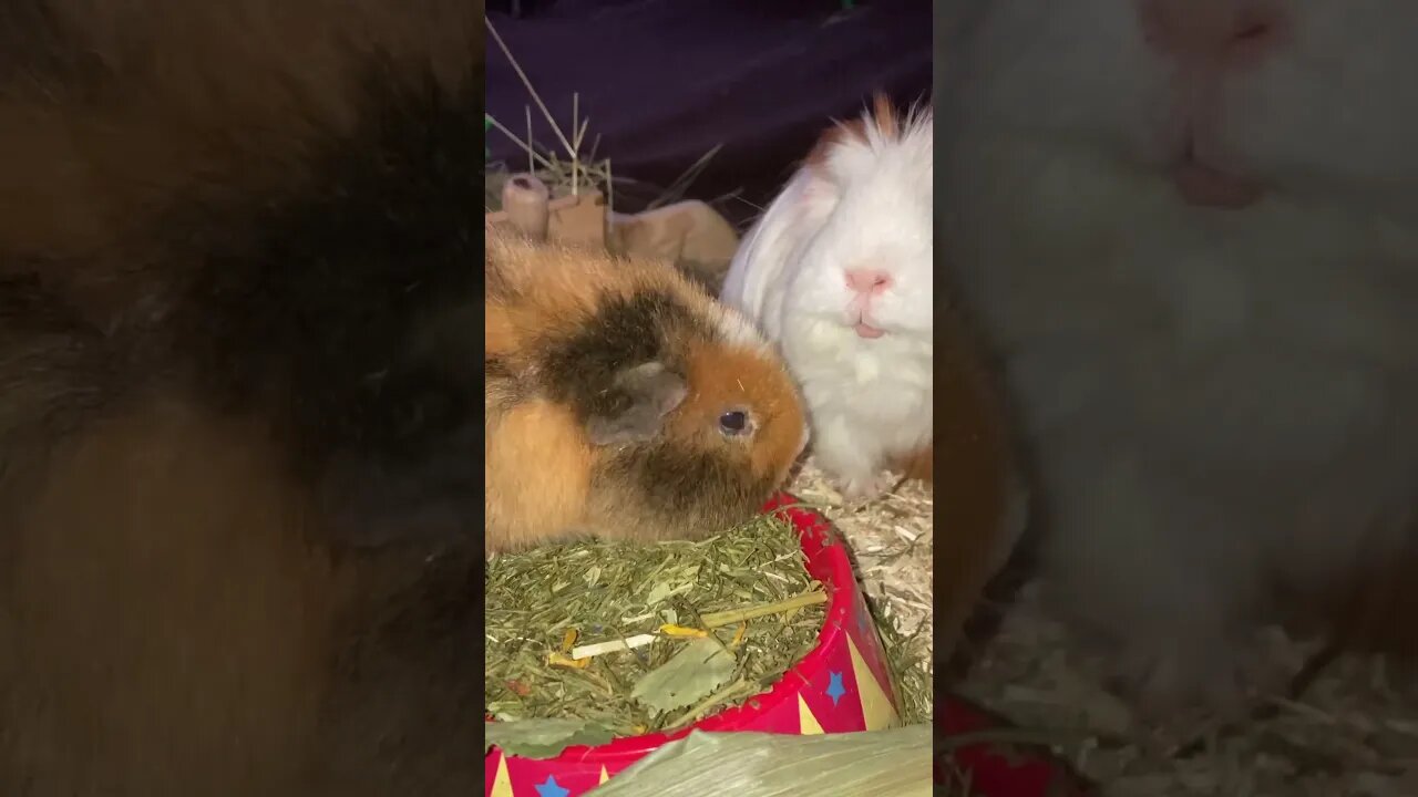 Guinea pigs food fighting