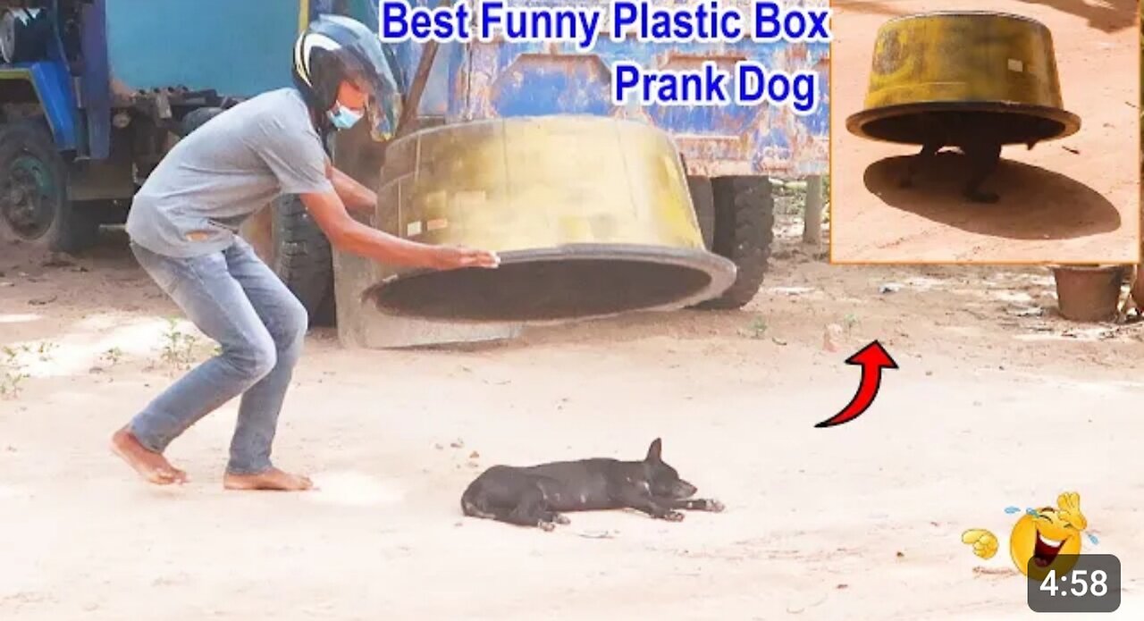 Best Funny Plastic Box Prank on Dog_ Super Funny Video Must watch _MisterFunTube