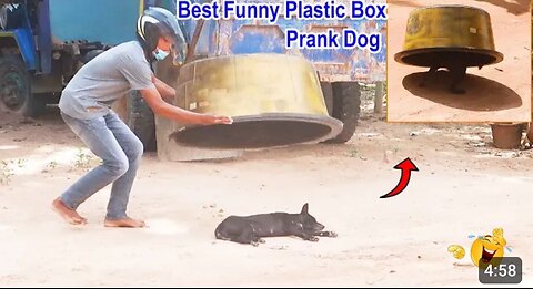 Best Funny Plastic Box Prank on Dog_ Super Funny Video Must watch _MisterFunTube