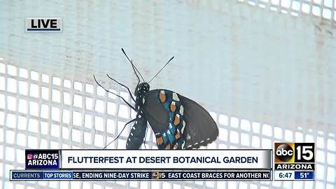 See more than 1,200 butterflies at 'Flutterfest'