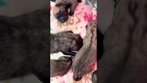 Finny litter. The baby girls have arrived !!! Nine girls !!!