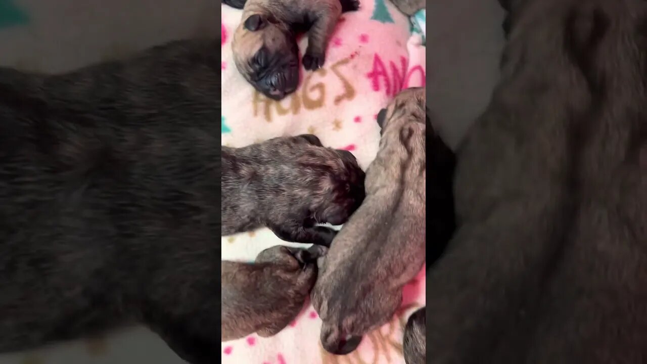 Finny litter. The baby girls have arrived !!! Nine girls !!!