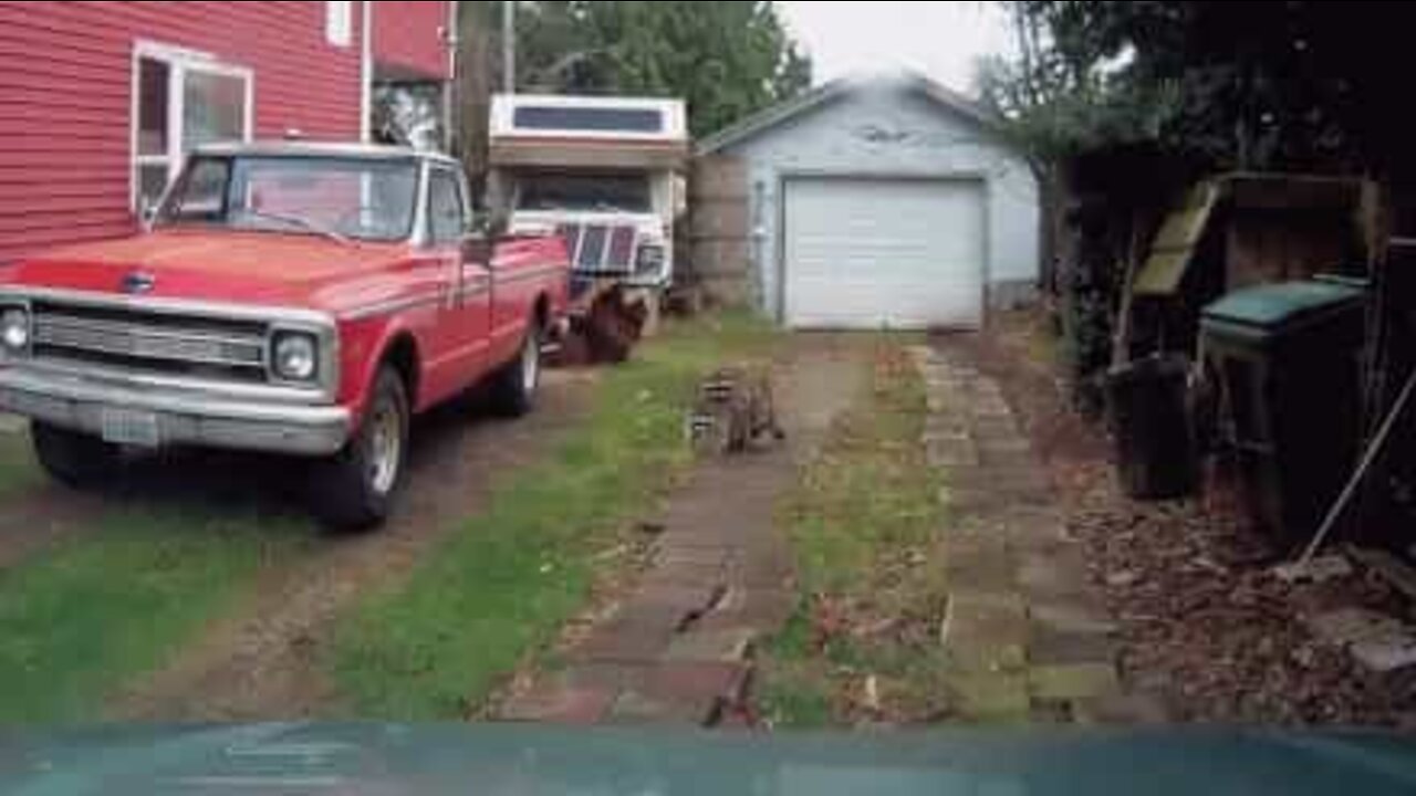 交尾しているところを目撃されたアライグマ...見られたって続行！