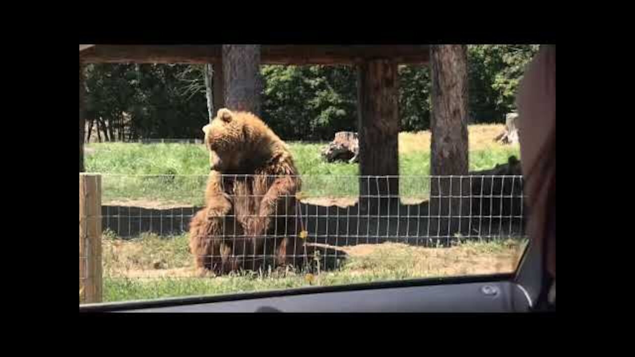 Waving bear shows off catching skills!!