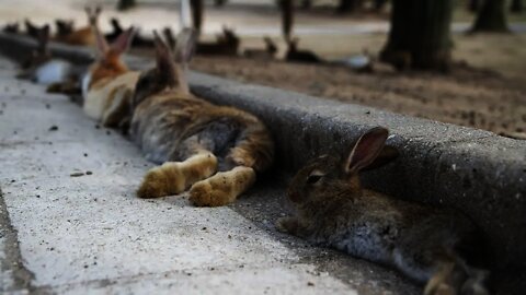 Rabbit Island Japan NEEDS better maintenance!