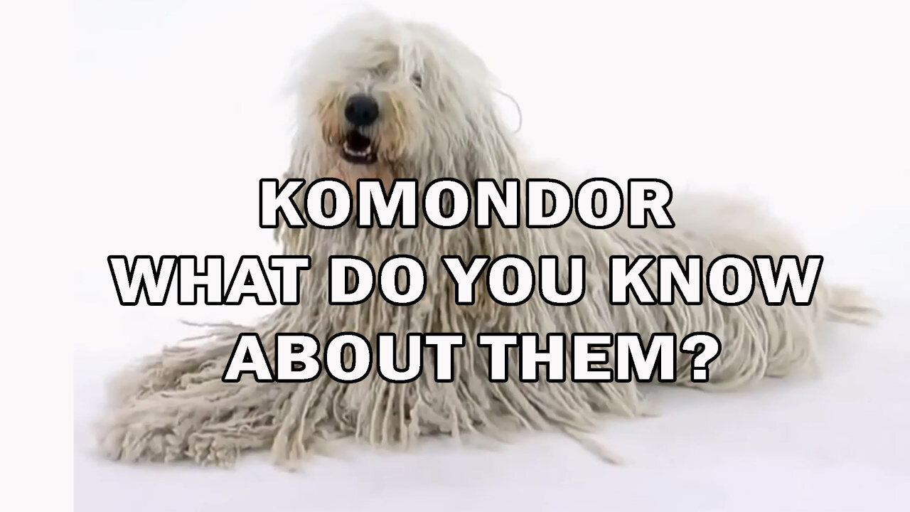 KOMONDOR | WHAT DO YOU KNOW ABOUT THEM?