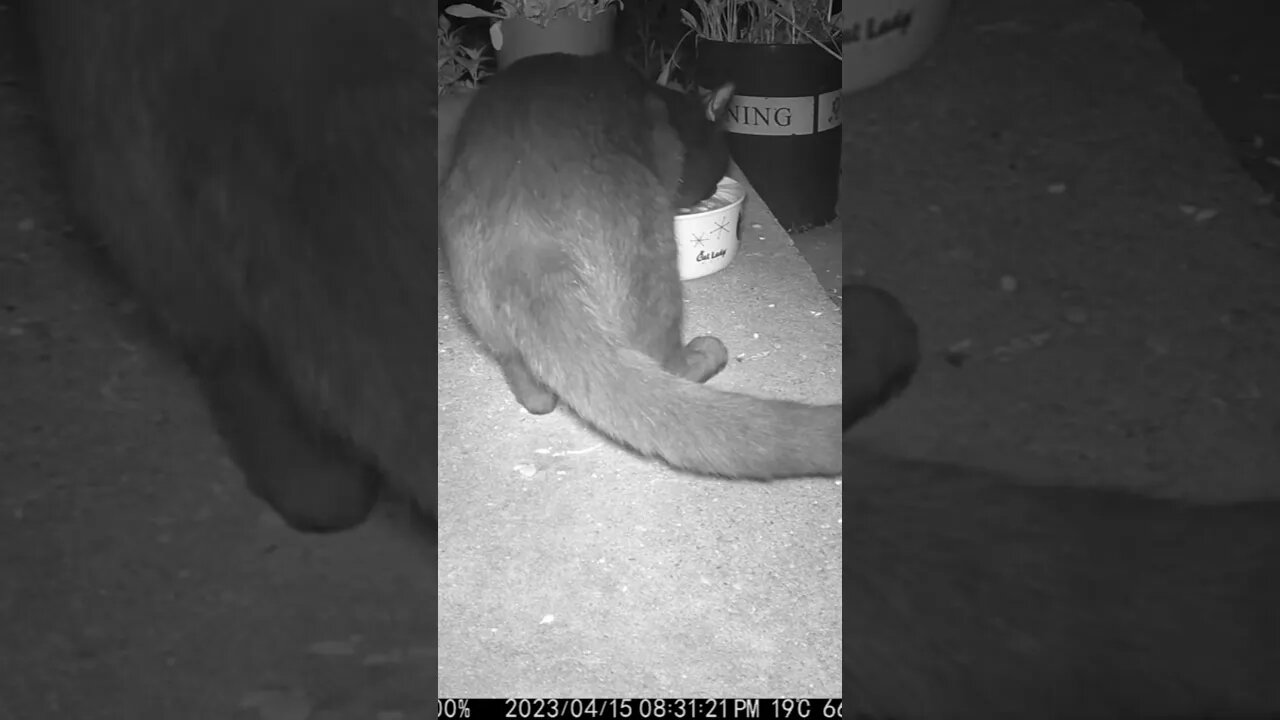 Mobby Visits At Night #Shorts 🌲