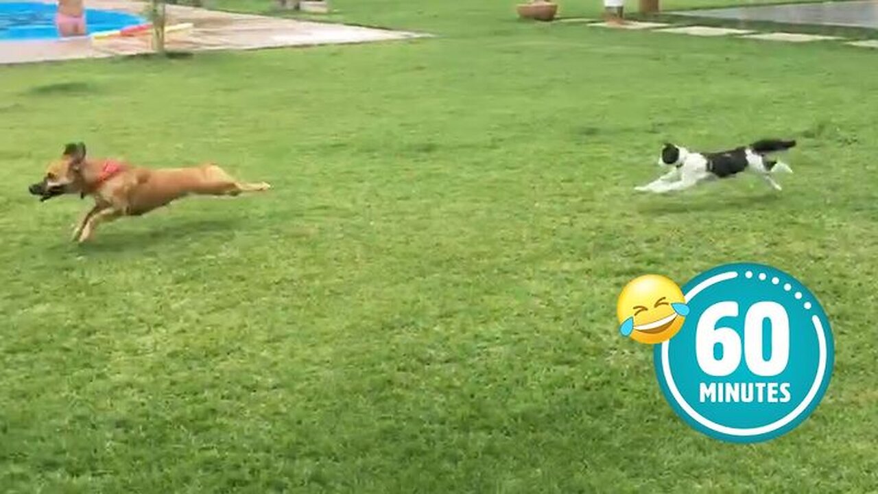 Hilarious Cat CHASES Dog 😯 | FUNNIEST Animals and Pets