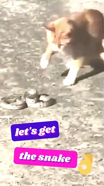 Cat Plays, Let's Get The Snake