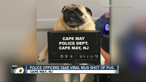 'Pug shot' photo takes internet by storm