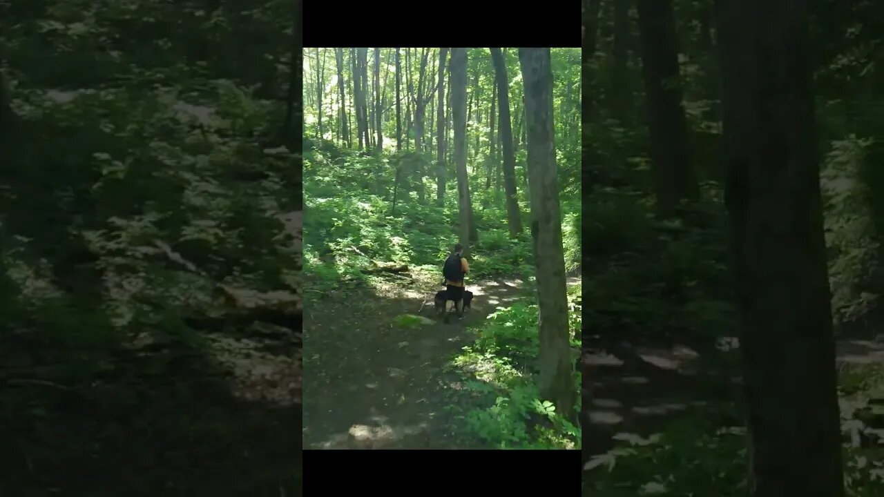 Hiking With My 2 Dogs & DJI Mavic Air 2 In Follow Me Mode #shorts #shortvideo #shortsvideo #hiking