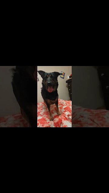 Bella's Short Version of Bark Box #dog #bella #barkbark