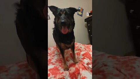 Bella's Short Version of Bark Box #dog #bella #barkbark