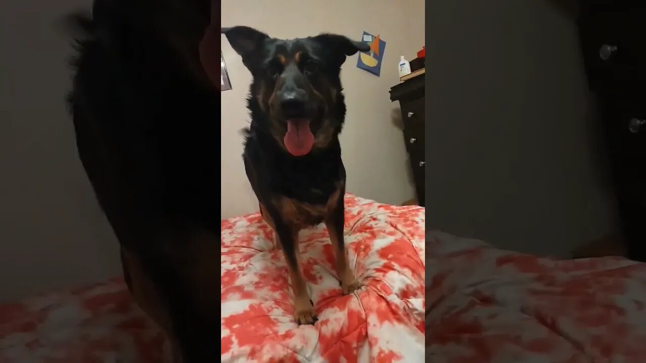 Bella's Short Version of Bark Box #dog #bella #barkbark