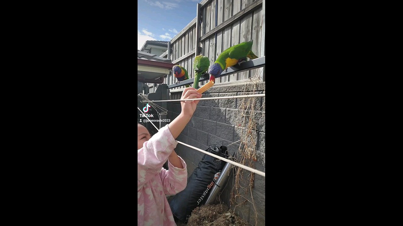 Bird feeding