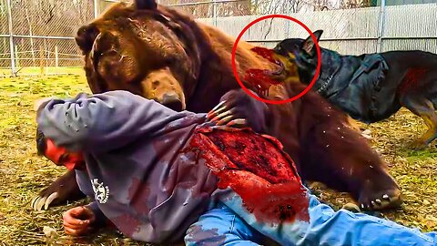 Brutal Moments Hero Animals Saved human Lives Caught On Camera (Part 4)